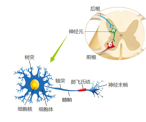 病因 (2).jpg